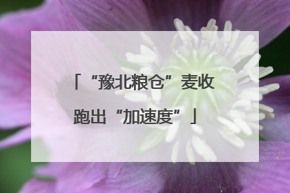 “豫北粮仓”麦收跑出“加速度”