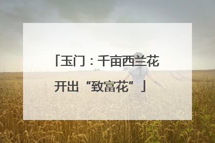 玉门：千亩西兰花开出“致富花”