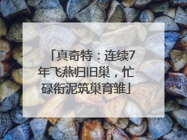 真奇特：连续7年飞燕归旧巢，忙碌衔泥筑巢育雏