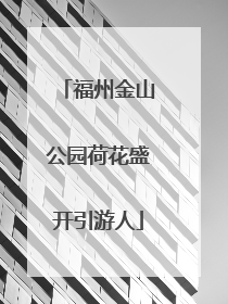 福州金山公园荷花盛开引游人