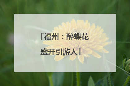 福州：醉蝶花盛开引游人