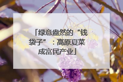 绿意盎然的“钱袋子”：高原夏菜成富民产业
