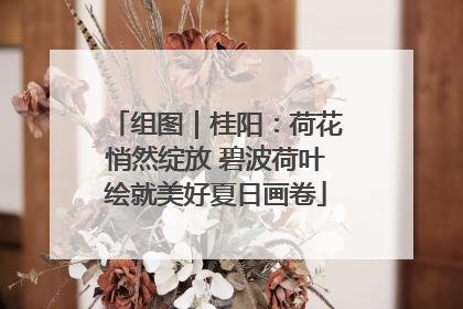 组图｜桂阳：荷花悄然绽放 碧波荷叶绘就美好夏日画卷