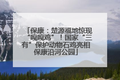 保康：楚源福地惊现“嘎嘎鸡”！国家“三有”保护动物石鸡亮相保康沿河公园