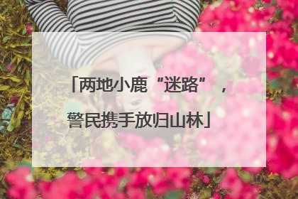 两地小鹿“迷路”，警民携手放归山林
