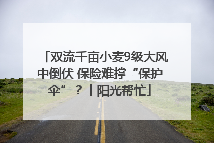 双流千亩小麦9级大风中倒伏 保险难撑“保护伞”？丨阳光帮忙