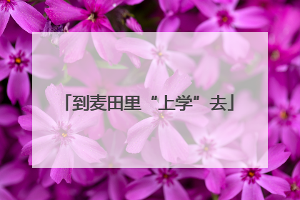 到麦田里“上学”去