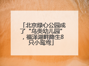 北京绿心公园成了“鸟类幼儿园”，福泽湖畔降生8只小鸳鸯