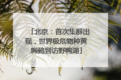 北京：首次集群出现，世界极危物种黄胸鹀到访野鸭湖