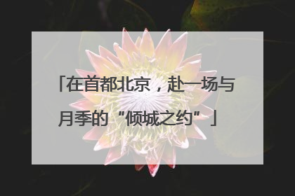 在首都北京，赴一场与月季的“倾城之约”