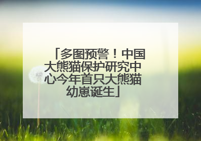 多图预警！中国大熊猫保护研究中心今年首只大熊猫幼崽诞生