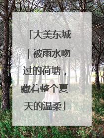 大美东城｜被雨水吻过的荷塘，藏着整个夏天的温柔
