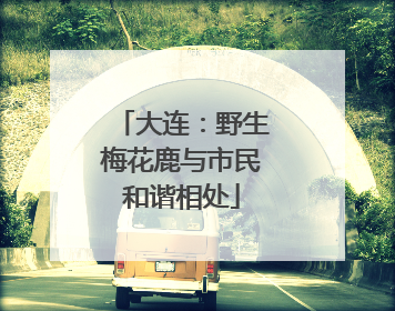 大连：野生梅花鹿与市民和谐相处