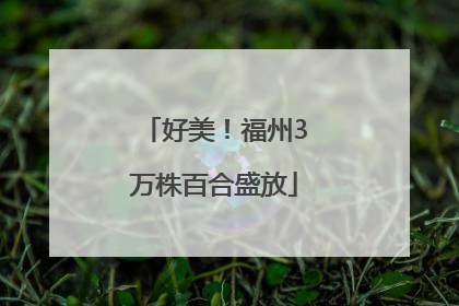 好美！福州3万株百合盛放