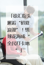 徐汇街头邂逅“初夏浪漫”！绣球花海成“全民打卡地”