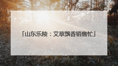山东乐陵：艾草飘香销售忙