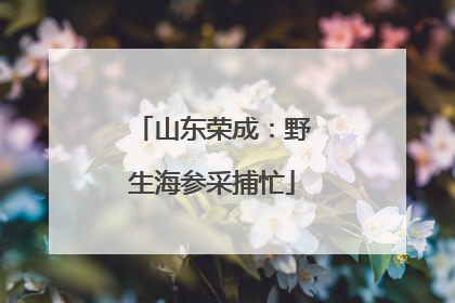 山东荣成：野生海参采捕忙