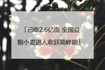已收2.6亿亩 全国夏粮小麦进入收获高峰期