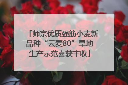 师宗优质强筋小麦新品种“云麦80”旱地生产示范喜获丰收