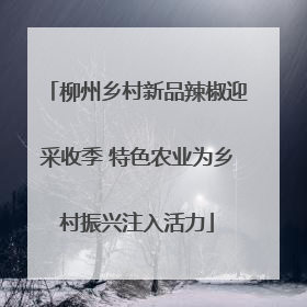 柳州乡村新品辣椒迎采收季 特色农业为乡村振兴注入活力