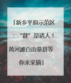 新乡平原示范区：“葚”是诱人！黄河滩百亩桑葚等你来采摘