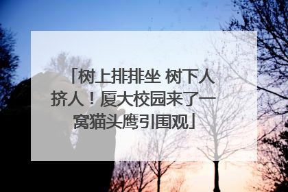 树上排排坐 树下人挤人！厦大校园来了一窝猫头鹰引围观