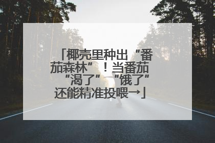 椰壳里种出“番茄森林”！当番茄“渴了”“饿了”还能精准投喂→