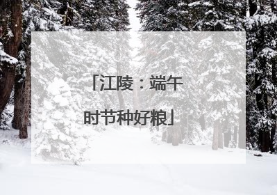 江陵：端午时节种好粮