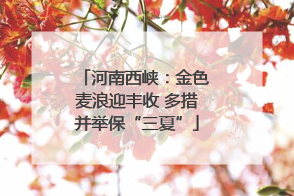 河南西峡：金色麦浪迎丰收 多措并举保“三夏”