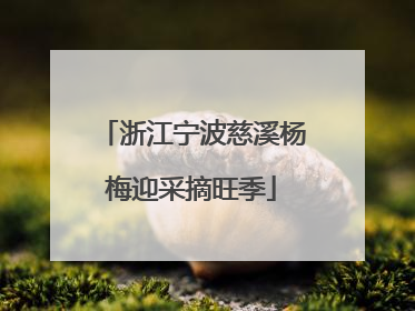 浙江宁波慈溪杨梅迎采摘旺季