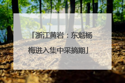 浙江黄岩：东魁杨梅进入集中采摘期