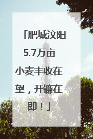 肥城汶阳5.7万亩小麦丰收在望，开镰在即！