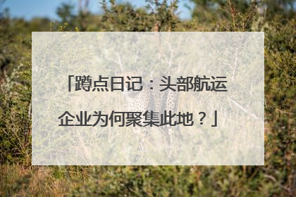 蹲点日记：头部航运企业为何聚集此地？