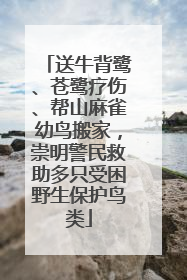 送牛背鹭、苍鹭疗伤、帮山麻雀幼鸟搬家，崇明警民救助多只受困野生保护鸟类