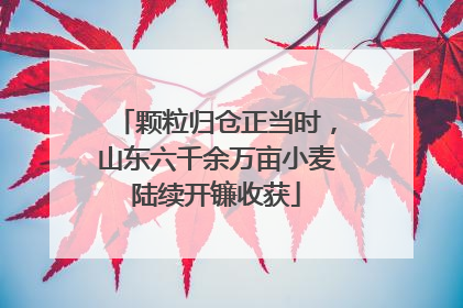 颗粒归仓正当时，山东六千余万亩小麦陆续开镰收获