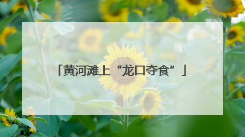 黄河滩上“龙口夺食”