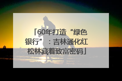 60年打造“绿色银行”：吉林通化红松林藏着致富密码